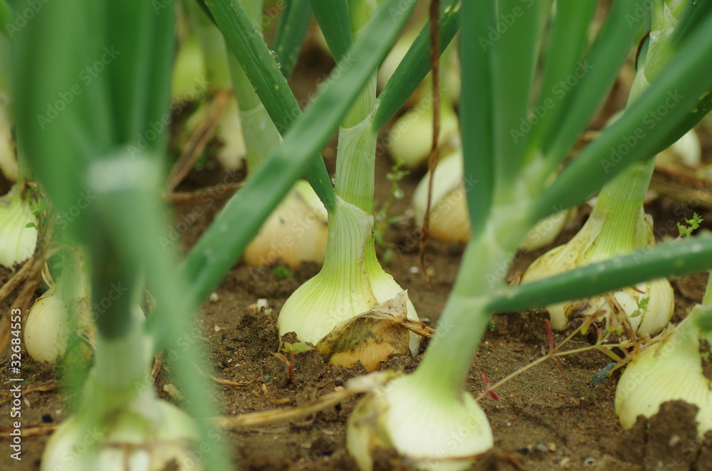 Obraz premium 畑のたまねぎ