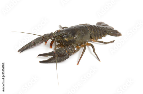 Flusskrebs, Crayfish, Astacoidea