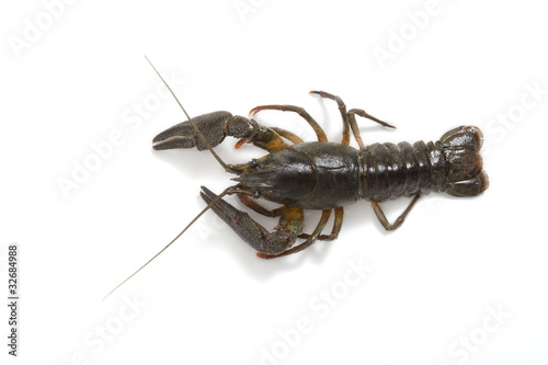 Flusskrebs, Crayfish, Astacoidea photo