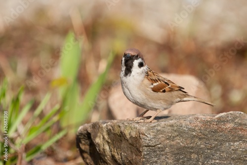 Tree sparrow sitting on rock, looking in viewers direction © JGade