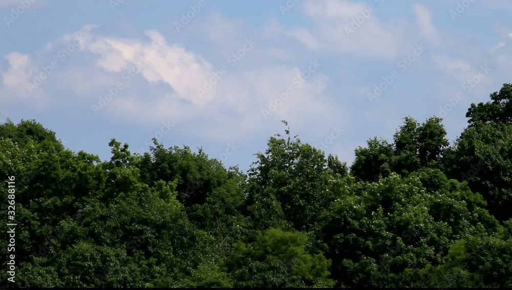 Aerial view of forest witth blue sky , HD Aerial view of forest witth blue sky , HD