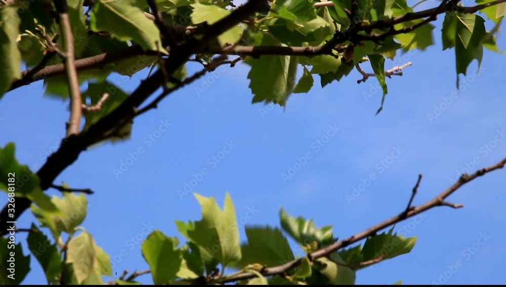 Closeup green leaves against blue sky, HD Closeup green leaves against blue sky, HD