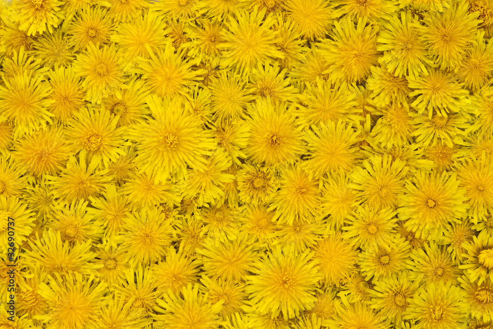 Yellow background with dandelion Yellow background with dandelion