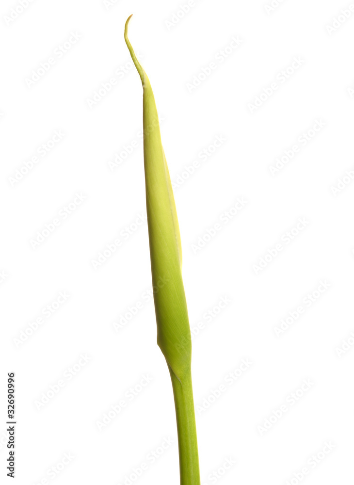 Calla Lilly Calla Lilly