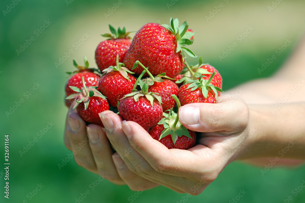 Fresh picked strawberries