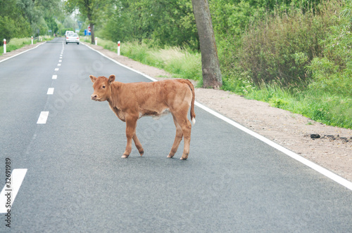 calf on the road photo