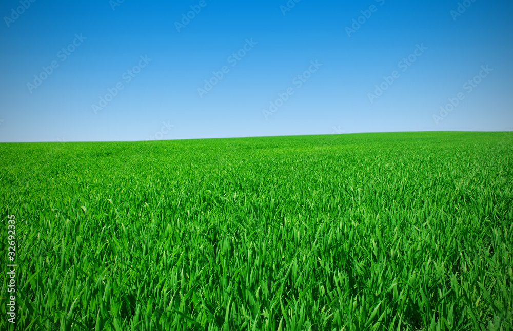 Meadow with green grass