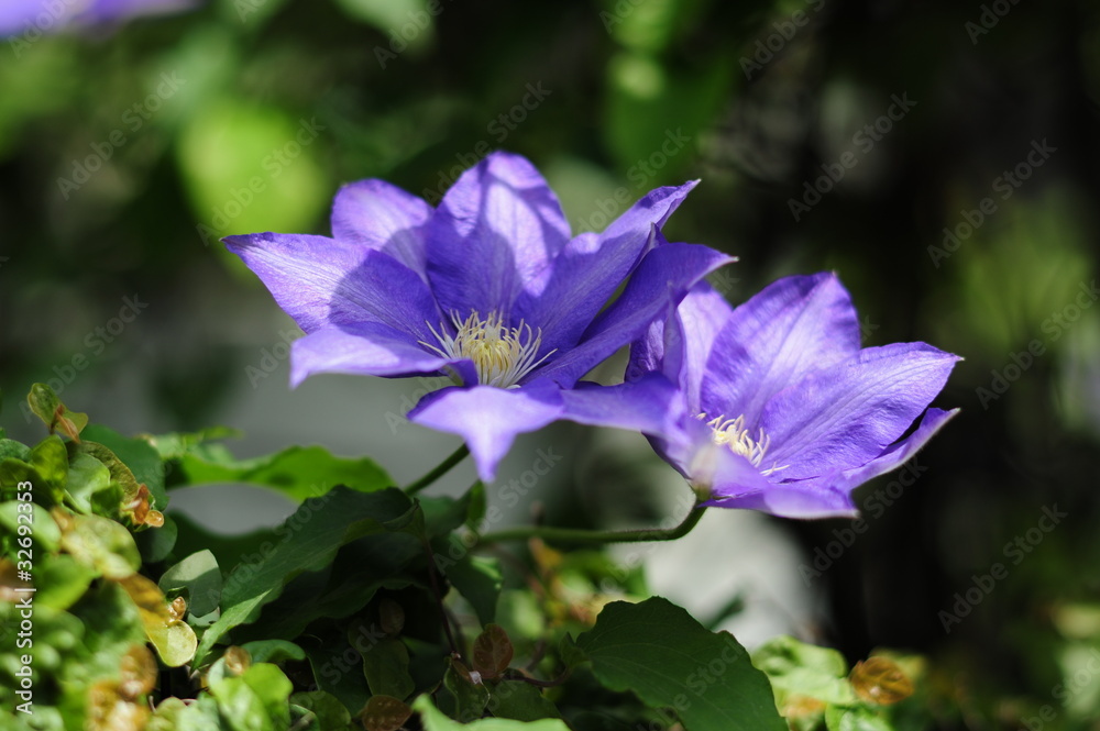 Clematis