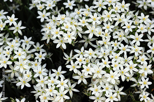 Ornithogalum umbellatum photo