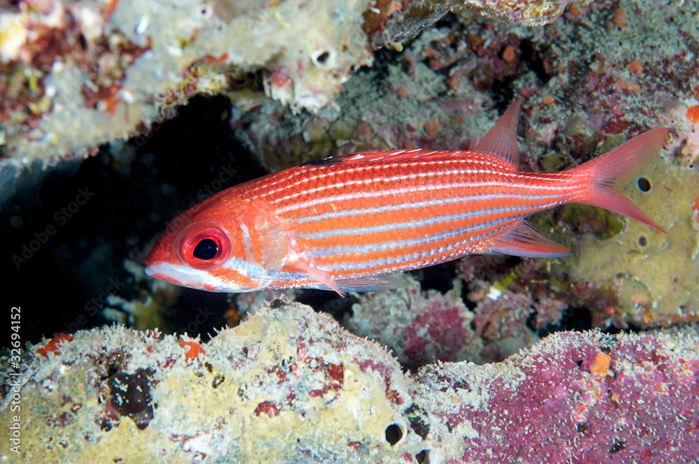 Reef Squirrelfish hovering in sheltered area of reef. Reef Squirrelfish hovering in sheltered area of reef.