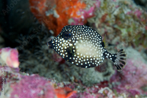 Smooth Trunkfish hovering in sheltered area of reef. © pipehorse