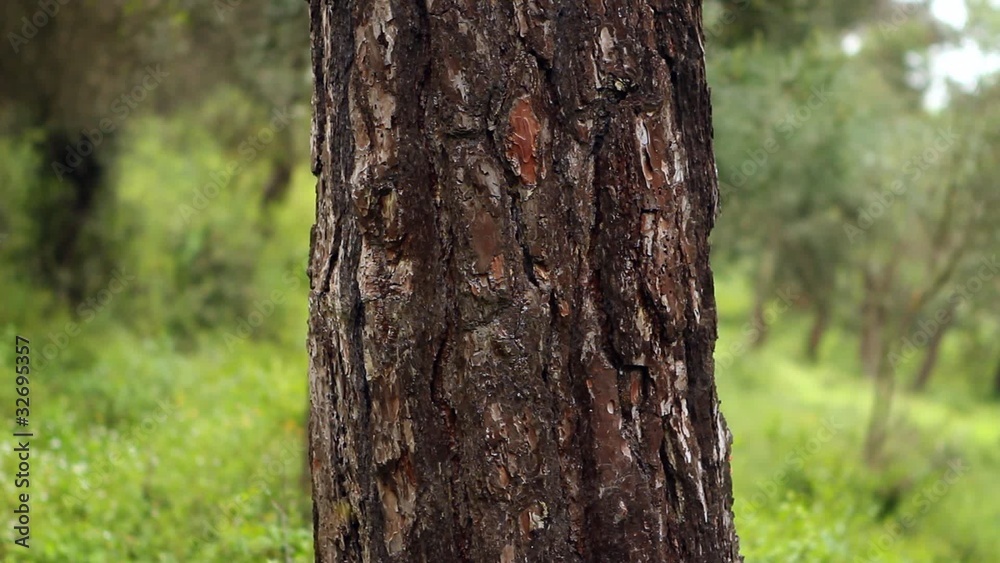 beautiful girl looking at the camera behind tree beautiful girl looking at the camera behind tree
