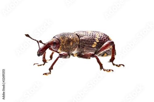 Beetle © Anna Łotowska