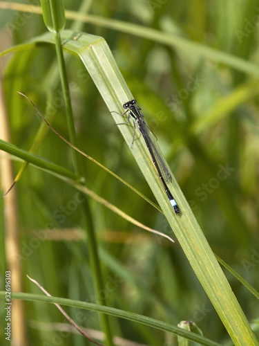 blue tailed damselfly