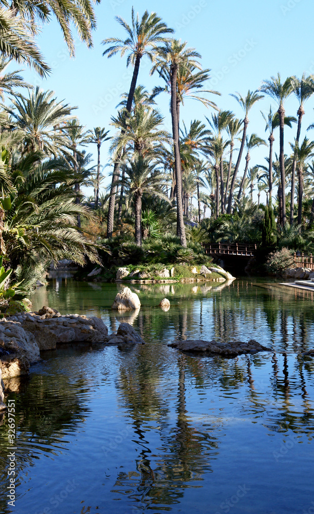 Palm garden in Alicante, Spain.