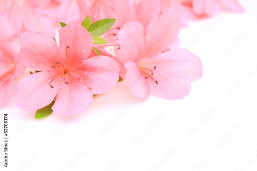 Obraz premium サツキの花