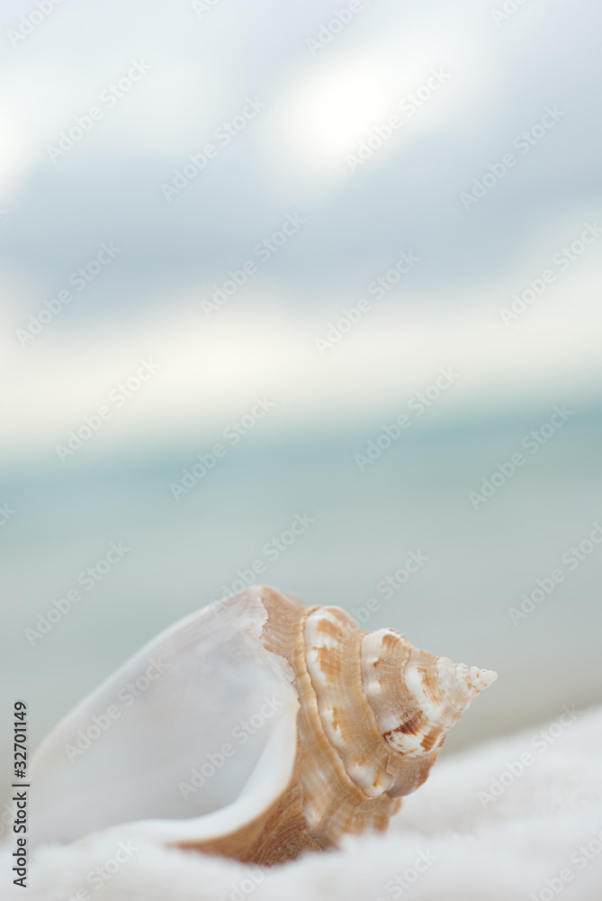 Sea shell Sea shell