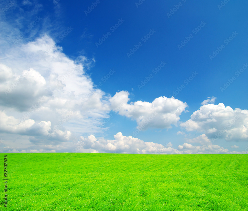 Fototapeta premium field