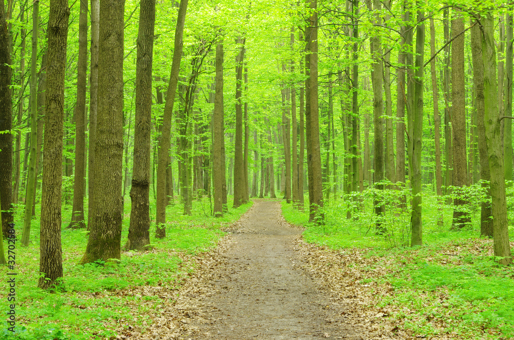 green forest green forest