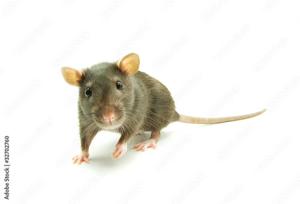 rat