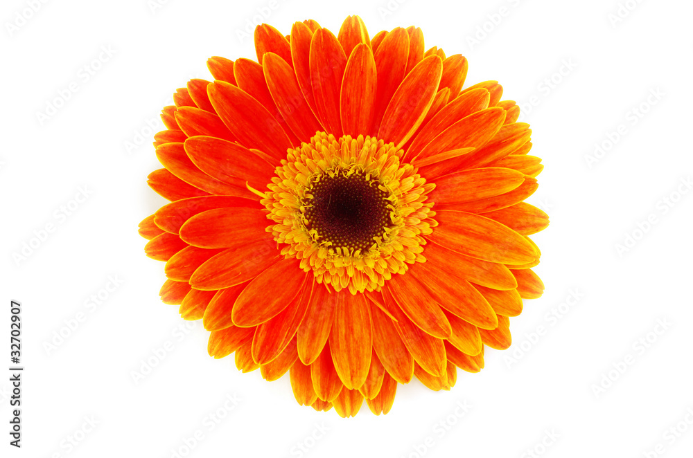 gerbera flower