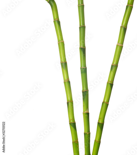 Fototapeta Naklejka Na Ścianę i Meble -  green bamboo