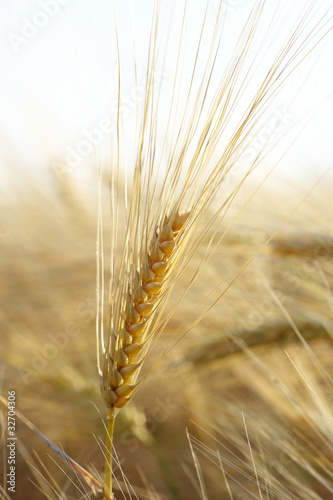 spighe di grano maturo in estate