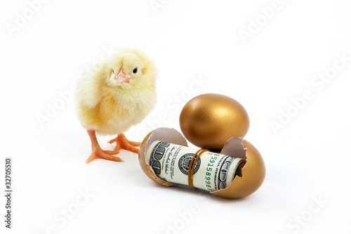 cash hatched from eggs and chicken is golden