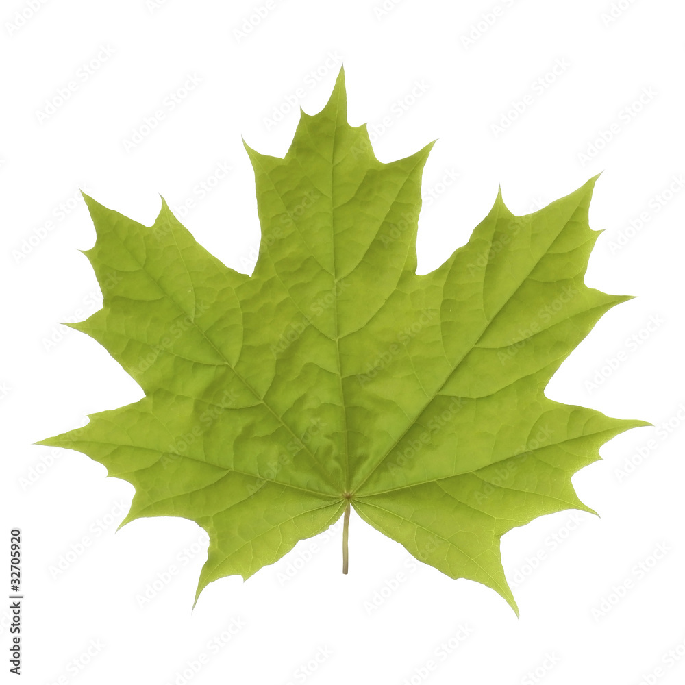 Maple leaf. Maple leaf.