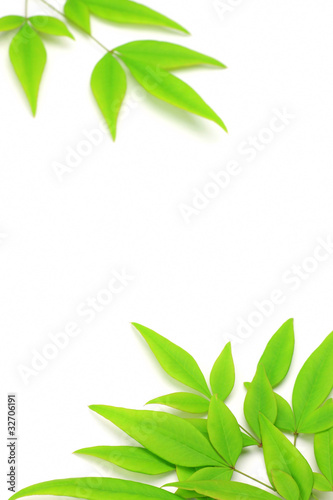 leaf of the nandin