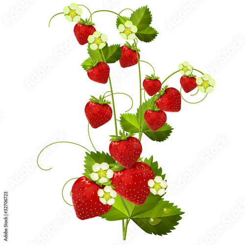 Ripe red strawberry isolated on white background