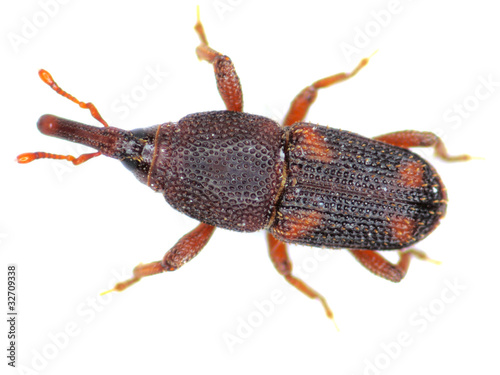 Reiskäfer (Sitophilus oryzae) photo