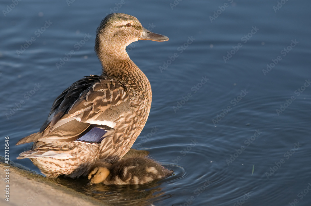 Duck mom watching over duckling Duck mom watching over duckling