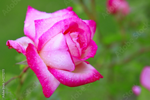 Rose Harlekin photo