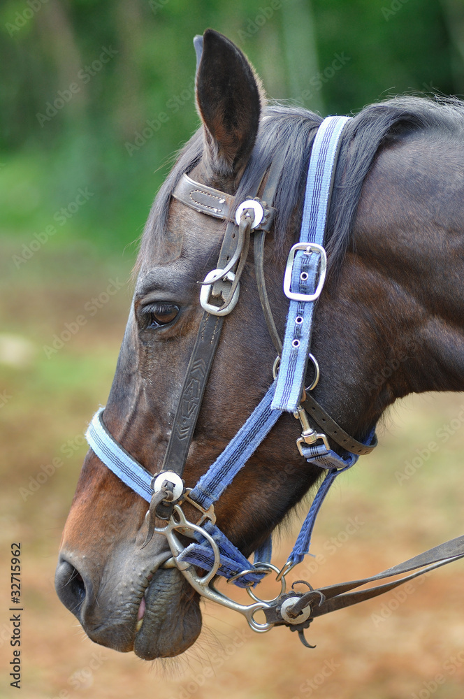 Obraz premium Cavallo stanco dopo la galoppata
