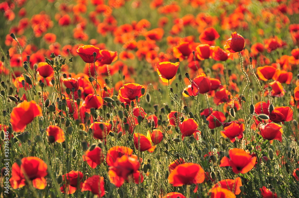 Fototapeta premium Czerwone maki