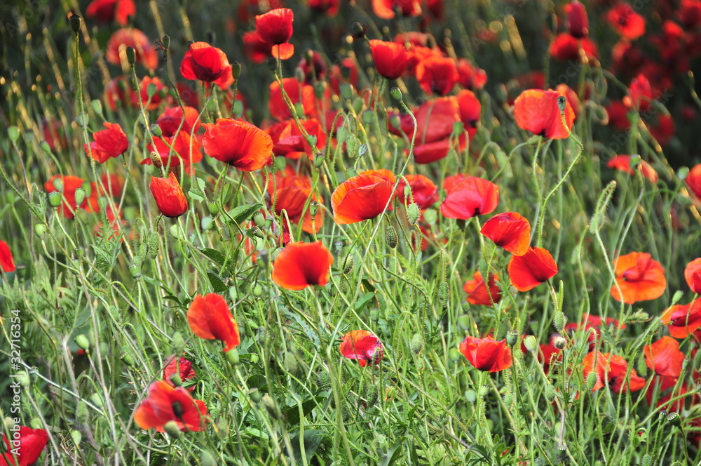 Fototapeta premium Red Poppies