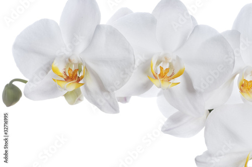 Beautiful orchid © Margaryta Vakhterova