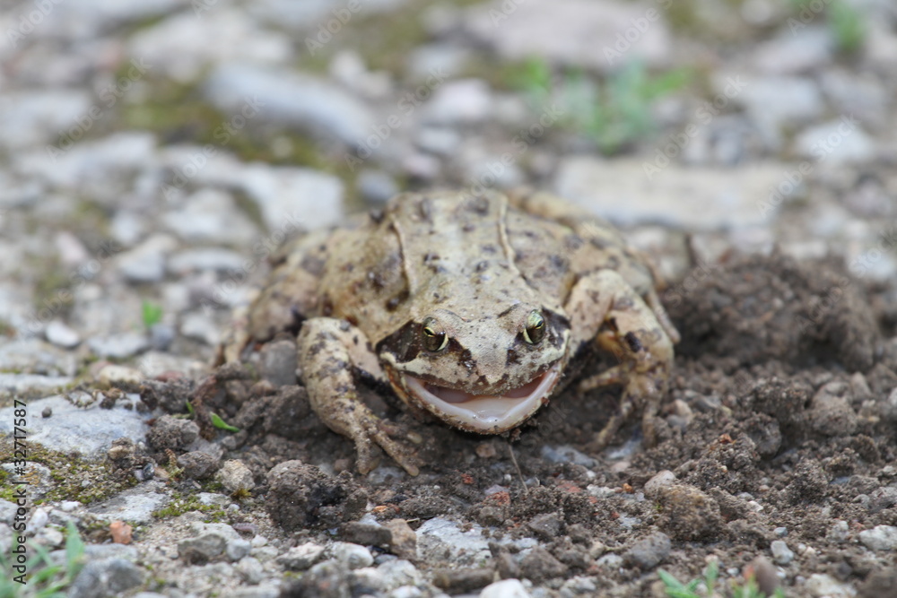 Grenouille Grenouille