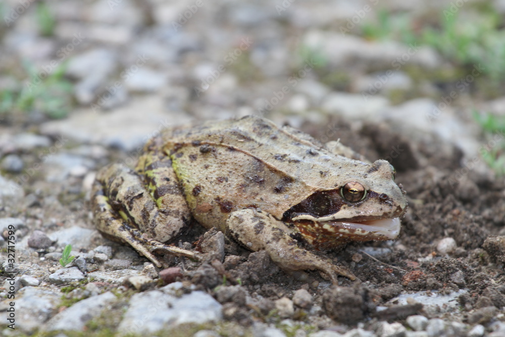 Obraz premium Grenouille