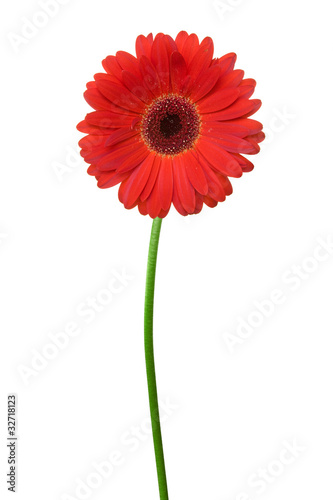 single red gerbera isolated on white background.