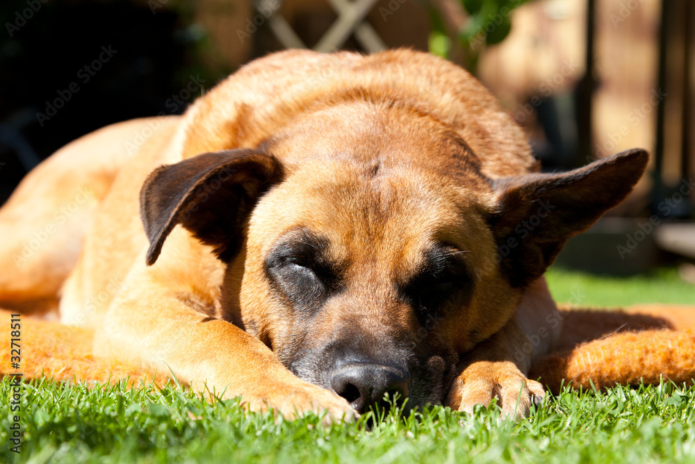 Schlafender Hund