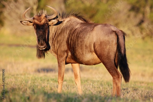 Naklejka Wilderbeest Antelope