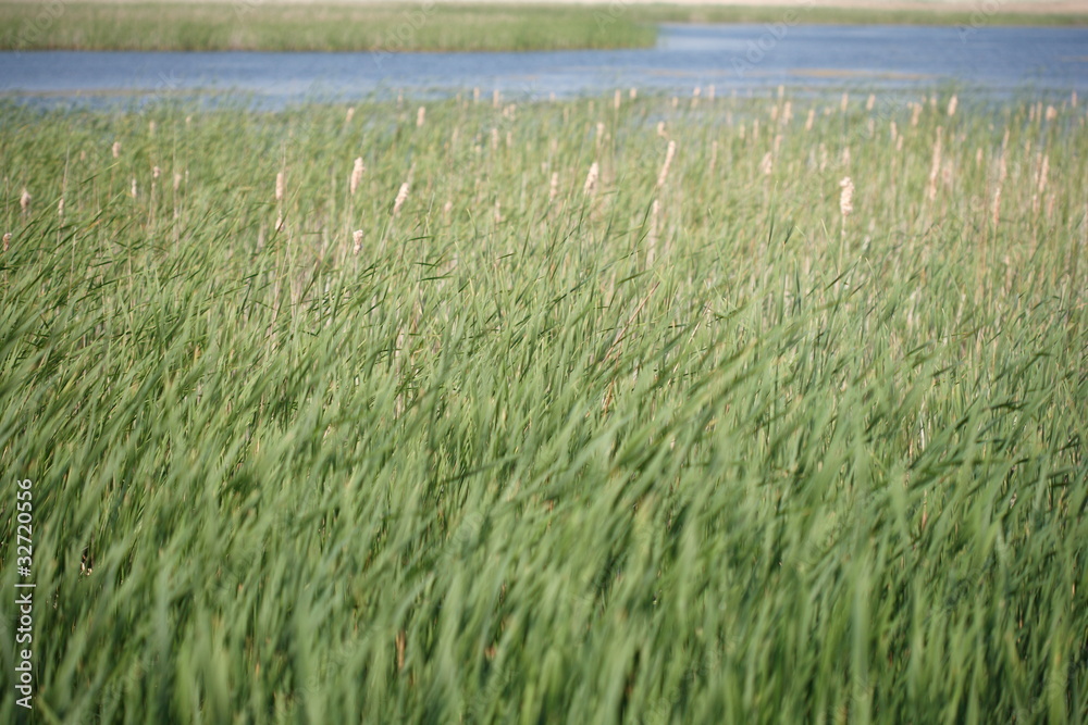 Reeds Reeds