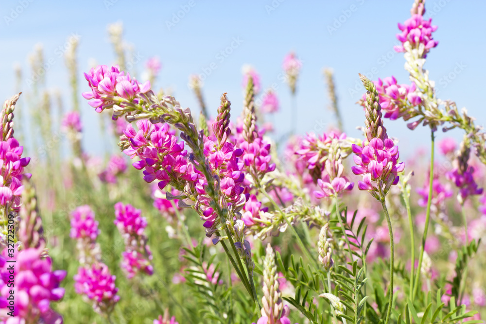 view the sky through the green grass with pink flowers