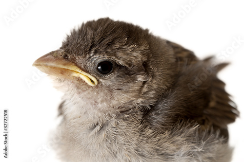 House sparrow