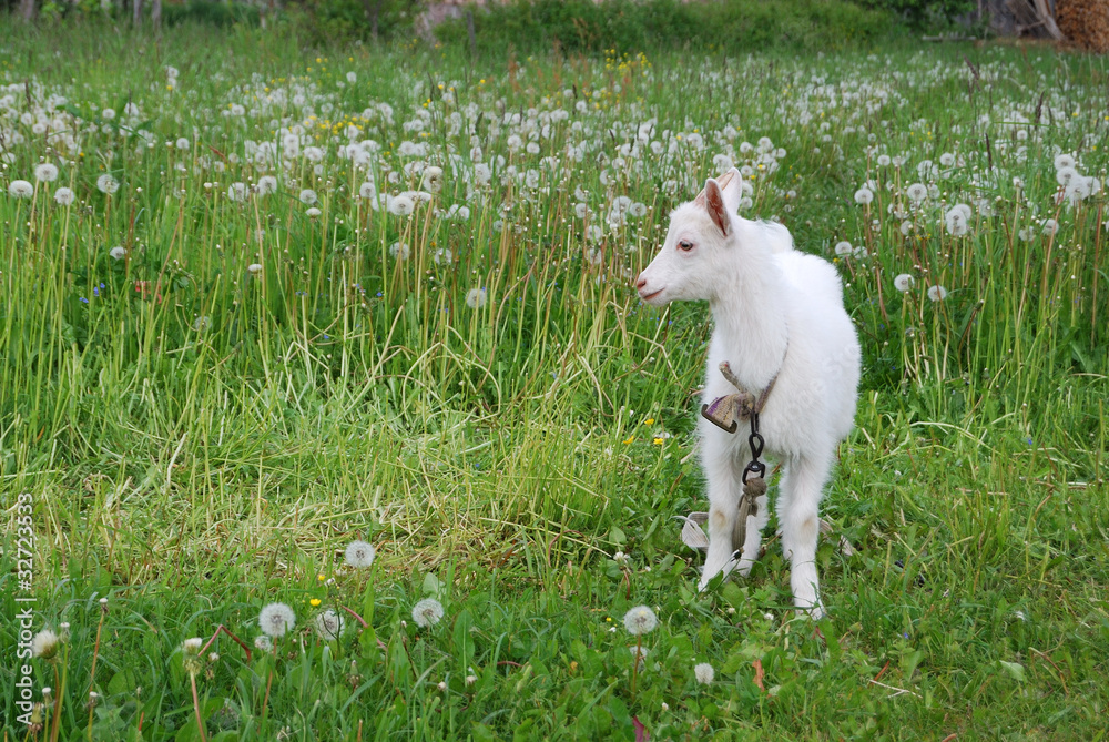 Obraz premium White kid on a meadow