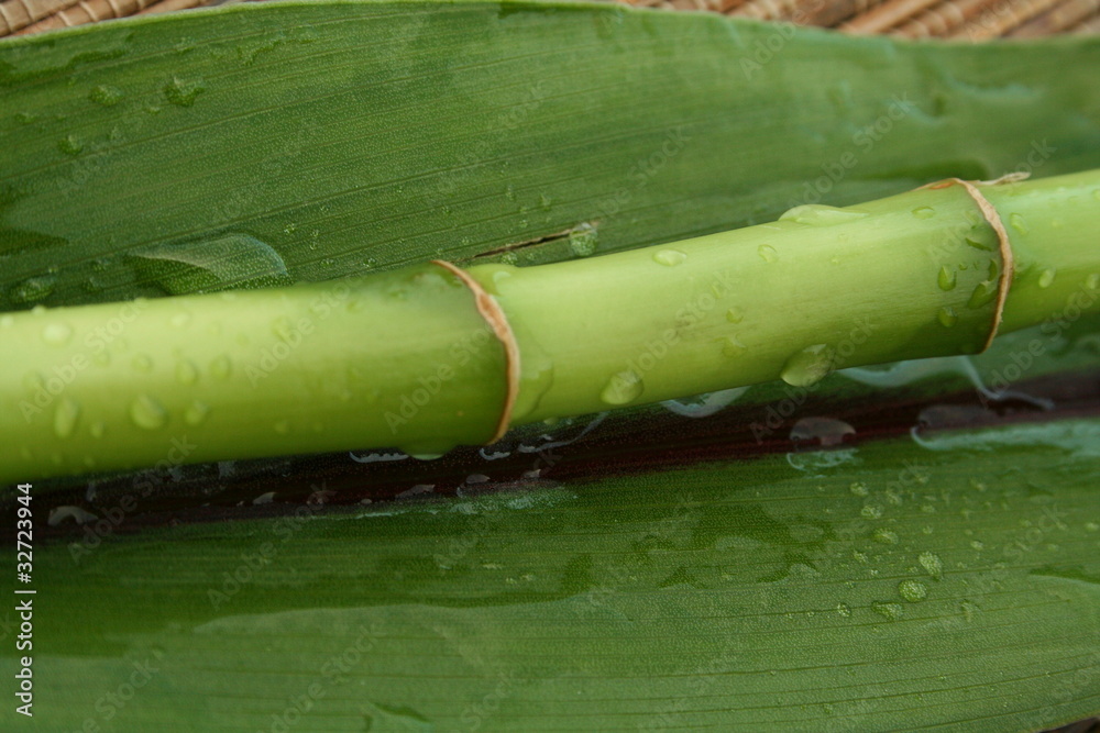 Fototapeta premium Bambou après la pluie