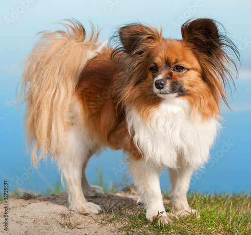 papillion dog photo