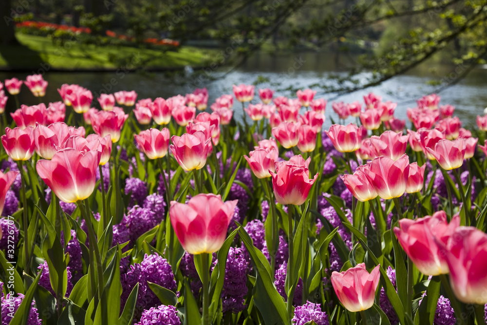 Beautiful spring tulip